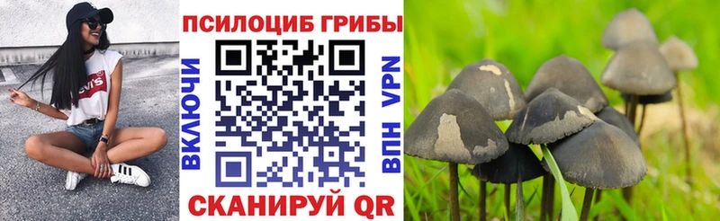 что такое   Котельнич  Псилоцибиновые грибы Psilocybe 